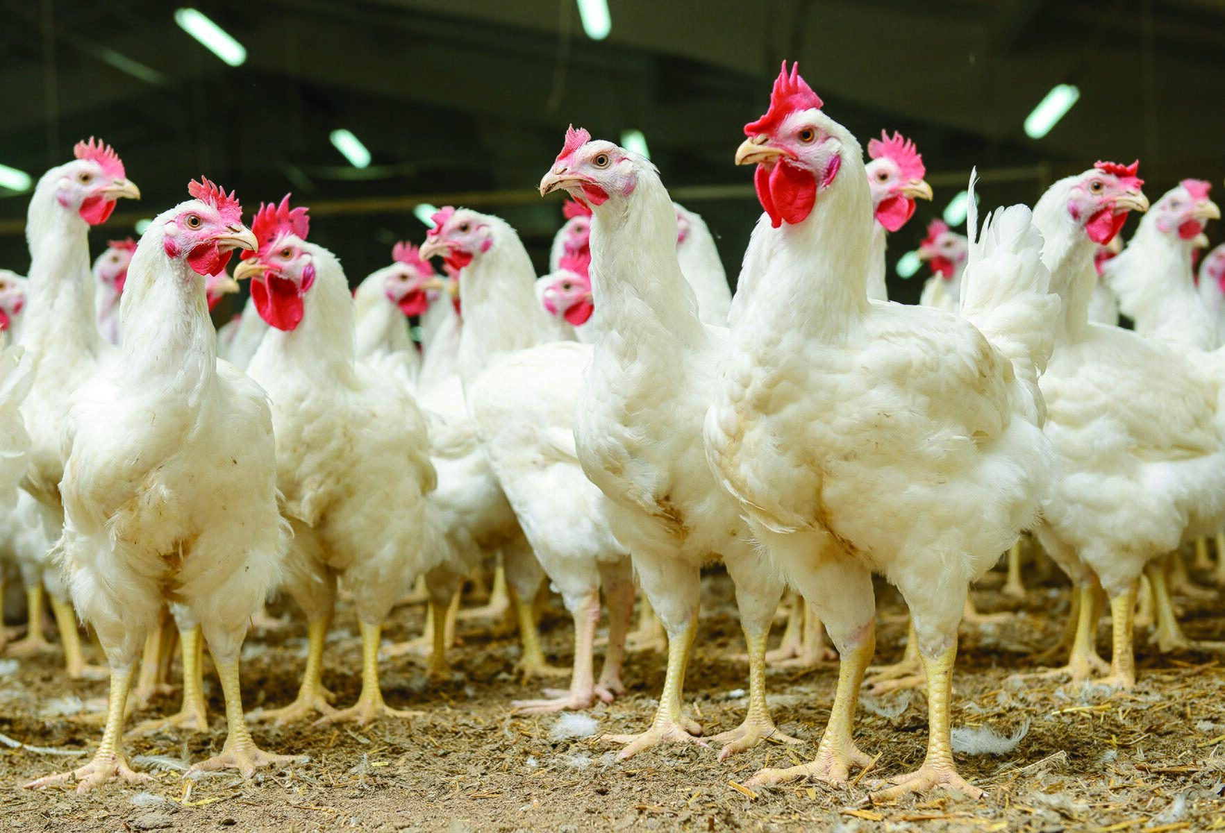Image de poulet